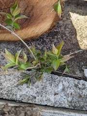 Magnoliopsida