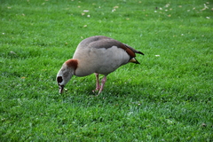 Alopochen aegyptiaca