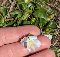 Viola