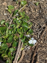 Viola
