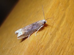 Eucosma flavispecula