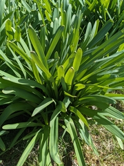 Angiospermae
