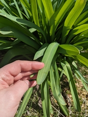 Angiospermae