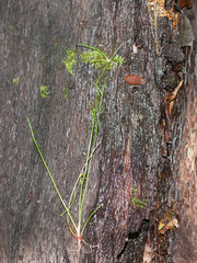 Isolepis reticularis