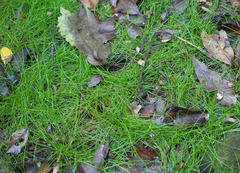 Isolepis reticularis