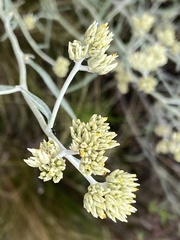 Achyrocline saturejoides