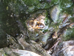 Eristalis tenax