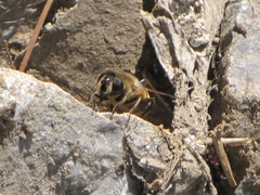 Eristalis tenax
