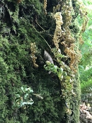 Polypodium glycyrrhiza