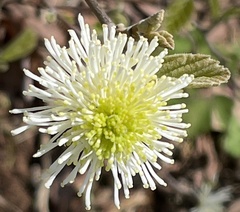 Fothergilla gardenii