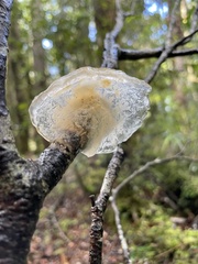 Aleurodiscus vitellinus