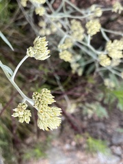 Achyrocline saturejoides