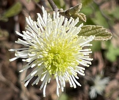 Fothergilla gardenii