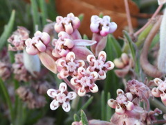 Asclepias senecionifolia