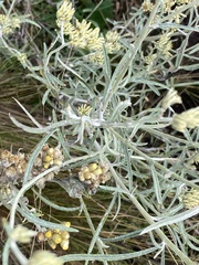 Achyrocline saturejoides