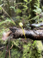 Mycena chusqueophila
