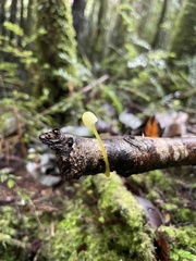 Mycena chusqueophila