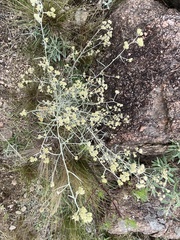 Achyrocline saturejoides