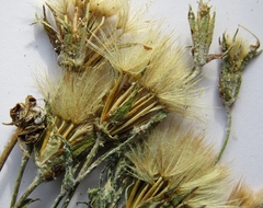 Tragopogon floccosus