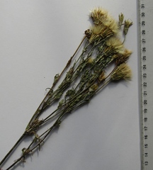 Tragopogon floccosus