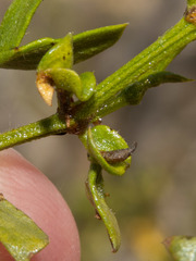 Asphondylia silicula