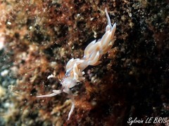 Facelina rubrovittata