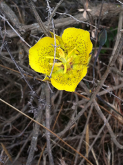Calochortus weedii
