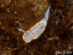 Diaphorodoris papillata