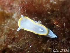 Diaphorodoris alba