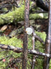 Mycena subulifera