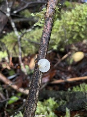 Mycena subulifera