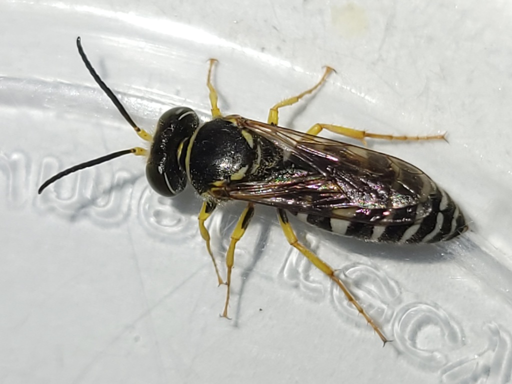 Stictiella pulchella