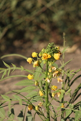 Senna hirsuta