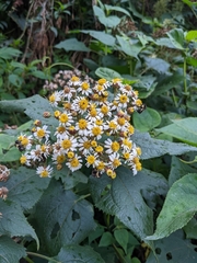 Alloispermum