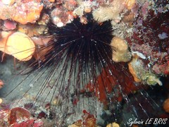 Centrostephanus longispinus