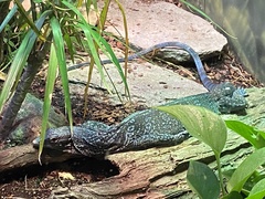Varanus macraei
