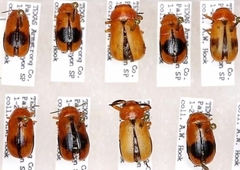 Anomoea nitidicollis