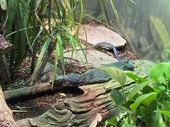 Varanus macraei