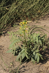 Senna hirsuta