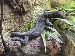 Varanus beccarii