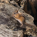 Craters of the Moon Chipmunk - Photo (c) Nathanael Herrera, some rights reserved (CC BY-NC), uploaded by Nathanael Herrera