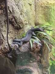 Varanus beccarii