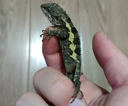 Shaanxi Mountain Agama
