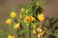 Senna hirsuta