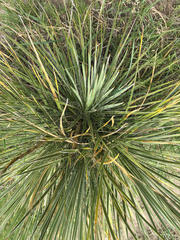 Yucca constricta