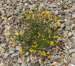 Oncosiphon pilulifer