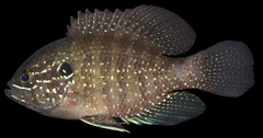 Banded Sunfish photo 4