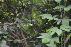 Poecilotriccus latirostris