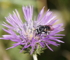 Melecta curvispina