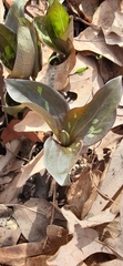 Trillium recurvatum